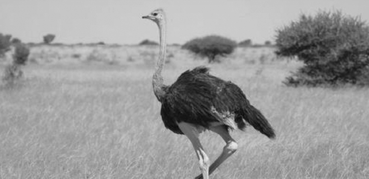 細胞膜を整える必須脂肪酸の力