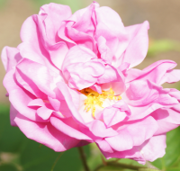 ダマスクバラ花油